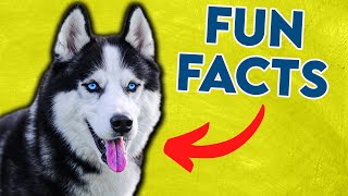 Fun Facts About Siberian Husky 7 Is Really Cute [upl. by Gnoc]