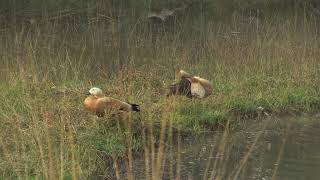 Tadorne casarca Tadorna ferruginea Ruddy Shelduck [upl. by Einiffit364]