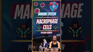 What are Macrophage Cells [upl. by Oetam]