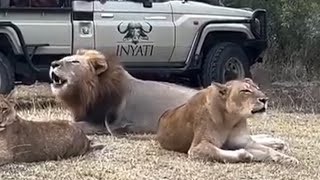 Lion Roaring Loudly with Family  Plains Camp Male at Inyati  9 May 2024 [upl. by Naraj]