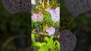 Zygopetalum orchid rare sweet fragrance lovely bloomingbeautifully orchidlover gardenplants [upl. by Salomie675]