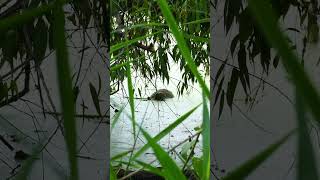 Beaver 🦫 in the House beaver canada river wildlife cuteanimals [upl. by Lamoree]