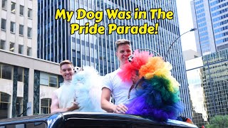 Tika The Iggy Dog Stars in Montreal Pride Parade [upl. by Anaeli]