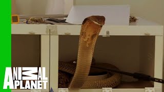 This Huge Deadly King Cobra Does Not Want To Cooperate With Zookeepers [upl. by Idyak4]