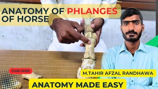 lecture  28 Anatomy of phalanges of forelimb amp hindlimbVeterinary Anatomy in HindiUrdu [upl. by Howie]