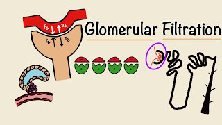 Glomerular Filtration  GFR  Starling Forces  Tubuloglomerular Feedback  Renal Physiology [upl. by Domel459]