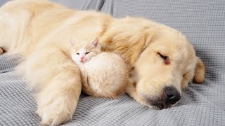 Kitten With Separation Anxiety Cant Sleep Without Golden Retriever [upl. by Jaela]