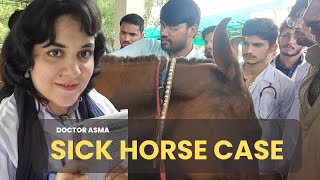 Horse Case in Riphah University Animal Clinic  Doctor Asma [upl. by Tatman]