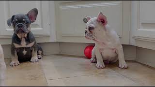 BlueCoat French Bulldog Puppies [upl. by Aiasi]