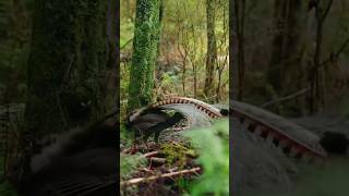 birds can fly sound like gun fire lyrebird mimicking gun sound birdcall lyrebird wildlife birds [upl. by Jaenicke]