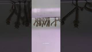 Metamorfosis sempurna atau tidak ya mosquito larva nyamuk metamorphosis [upl. by Limann]