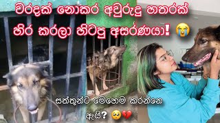 කන්න දාන්නෙ එක වේලක්ලු ජරාවෙමයි ඉන්නෙ 😭💔 අවුරුදු 04ක් ම එයා කූඩුවේලු 😭💔 kandyguineapigs [upl. by Shandy440]