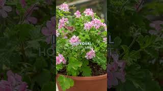 Top 5 Scented Geraniums for Stunning Flowerbeds 🌺🌸  shorts gardening [upl. by Noemi]