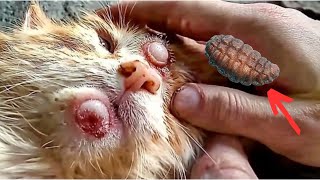 Rescue Animal  Botfly Larva Removed From Cats and Dogs [upl. by Gardy326]