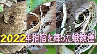 2022年指宿を舞った数種の蛾たち指宿産昆虫映像集Sr6🦋2022年4～10月🐛Several species of moths flew over Ibusuki in 2022 ハナノミ [upl. by Janina]