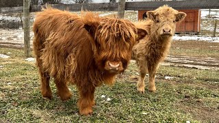 Mini Scottish Highland Cows [upl. by Onirefez]