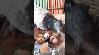 Ande se bacche ko nikaalte hue piegeon officialpigeon78 birds pigeon egg love pigeonzone [upl. by Kcirevam454]