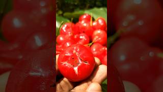 Best way to eat rose apple 🤤 [upl. by Niletac590]