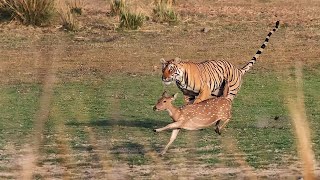 The Tiger is waiting to attack the Deer Animal Fighting tiger wild deer hunting travel life [upl. by Ahsilef799]