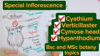 Special inflorescenceCyathiumVerticillasterHypanthodiumCymose headBsc and MSc botany topic [upl. by Dlared]