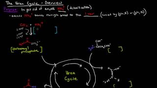 Urea Cycle Part 1 of 5  Overview [upl. by Seaver]