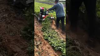 Mini Rotary Tiller amp Peanut Harvester in Action  Compact Farming Machinery farming agriculture [upl. by Nitsid]