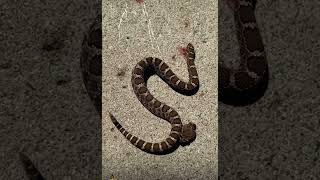 Rattlesnake bites itself even after it’s been killed by Firefighter ☠️ ⚠️ ☠️ [upl. by Udall]