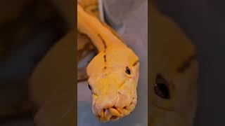 Reticulated python exploring [upl. by Dana]