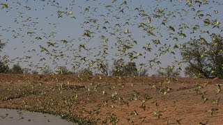 Biggest Swarm of Budgies [upl. by Ramyar]