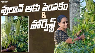 Biryani Leaf Harvest  TELUGU GARDEN VLOG [upl. by Atima]