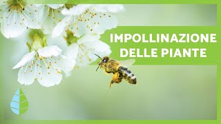 Cosè lIMPOLLINAZIONE 🌸🐝 Definizione e Tipi [upl. by Utica862]