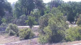 Djuma Private Game Reserve Live Stream [upl. by Tterrej]