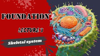 Skeletal system Lecture 3 Anatomy foundation module Dr Adham Saleh [upl. by Kiele]