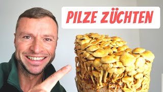 Rosenseitlinge auf Kaffeesatz züchten ☕️ Ernte Stockschwämmchen Champignons amp Austernpilze [upl. by Jangro]