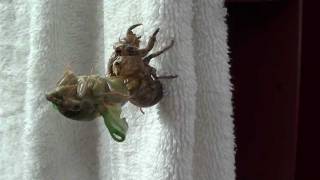 Amazing Arkansas Cicada Emerging From Its Shell Time Lapse [upl. by Kciredes820]