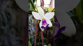 Cattleya Violácea var semi alba Caerulea Precoce mais grande potência [upl. by Janette]