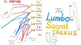 The Lumbosacral Plexus  Anatomy Series [upl. by Ahsert364]