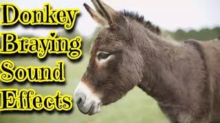 Donkey Braying Sound Effects [upl. by Phio]