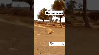 Bishnoi samaj  kala hiran hiran ytshorts ytshort vayral video shorts [upl. by Nnyleimaj572]