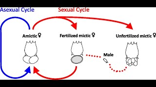 life cycle rotifers [upl. by Haodnanehs]