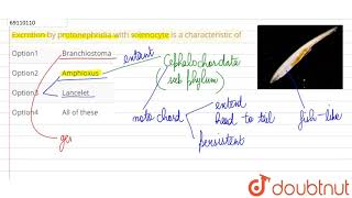 Excretion by protonephridia with solenocyte is a characteristic of [upl. by Ariaek]