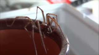 Dust spider Tegenaria atrica cleans itself  Große Winkelspinne putzt sich [upl. by Vally250]