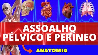 ASSOALHO PÉLVICO E PERÍNEO ANATOMIA HUMANA  PISO PÉLVICO AULA DE ANATOMIA  PELVE E PERÍNEO [upl. by Hairacaz709]