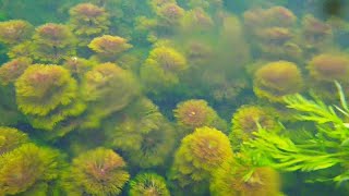 WILD AQUATIC PLANTS For Aquarium [upl. by Nowed]