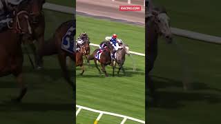 Fighting Arrow dominates the Darley Spring Preview shorts horseracing racing horse flemington [upl. by Ainsley70]