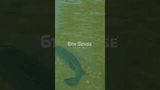 The ULTIMATE Baitfish Imitator 6thsense 6thsensefishing fishing [upl. by Honniball]