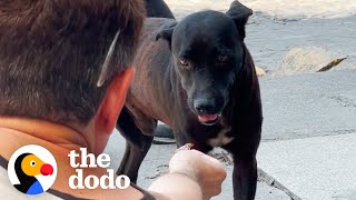 This Dog Rescue Will Make You Believe In Fate  The Dodo [upl. by Saffian]