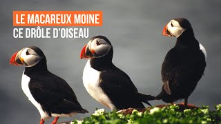 Le Macareux moine ce drôle doiseau [upl. by Connell]