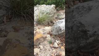 Rattle snake sound on danger noodle central Colorado Watch your feet [upl. by Suoiluj]