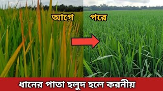 ধানের পাতা হলুদ হওয়ার কারণ ও প্রতিকার  dhaner pata holud hole ki korbo [upl. by Desdee746]